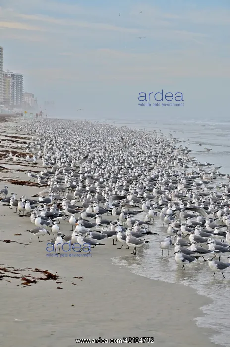 : Flock of Gulls : Flock of Gulls