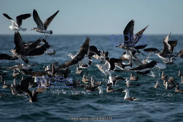  : Flock of Kelp Gulls