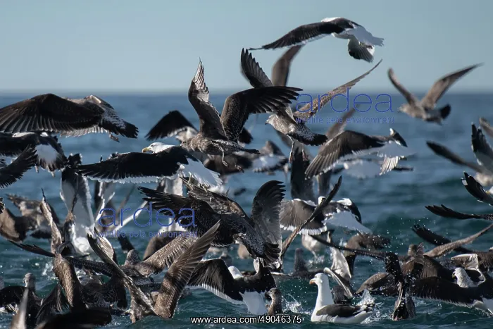  : Flock of Kelp Gulls