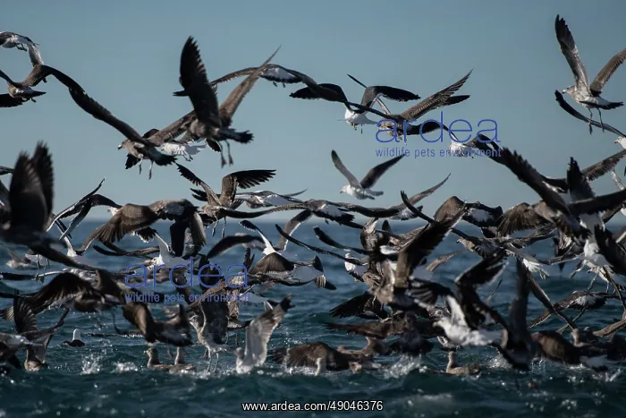 : Flock of Kelp Gulls : Flock of Kelp Gulls