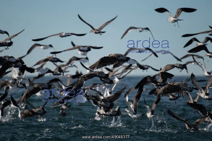 : Flock of Kelp Gulls : Flock of Kelp Gulls