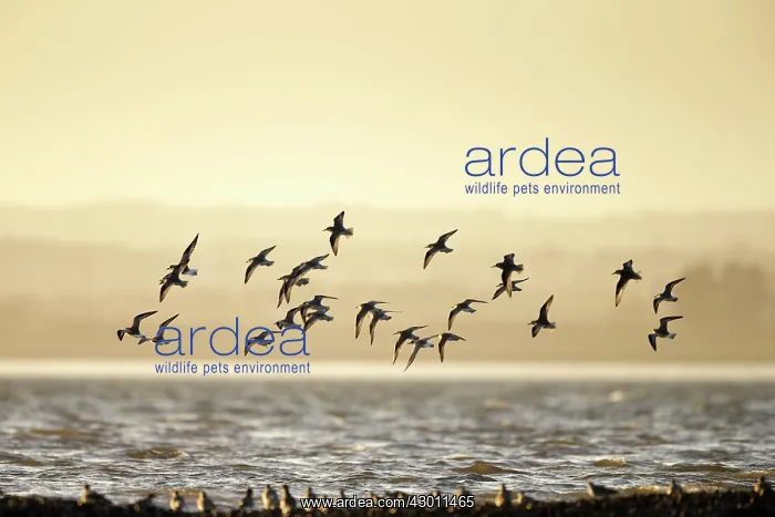 : Flock of Knot in flight : Flock of Knot in flight
