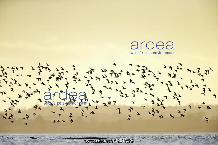 : Flock of Knot in flight : Flock of Knot in flight