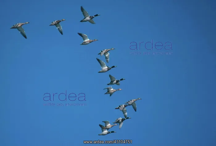 : Flock of Mallards : Flock of Mallards