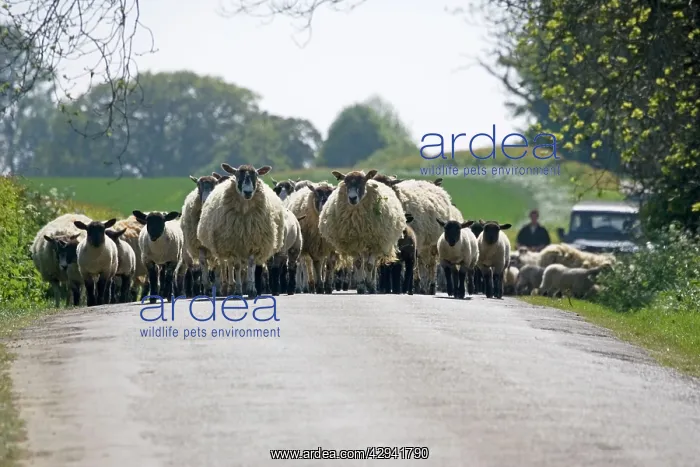 : Flock of Masham sheep and lambs being driven down : Flock of Masham sheep and lambs being driven down