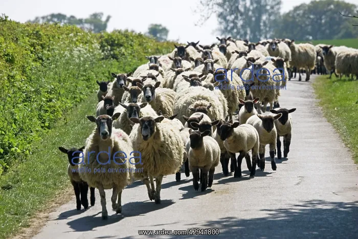 : Flock of Masham sheep and lambs being driven down : Flock of Masham sheep and lambs being driven down