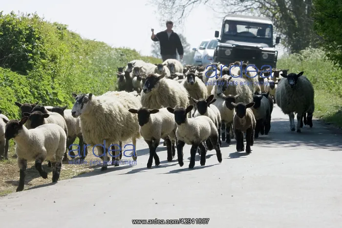 : Flock of Masham sheep and lambs being driven down : Flock of Masham sheep and lambs being driven down