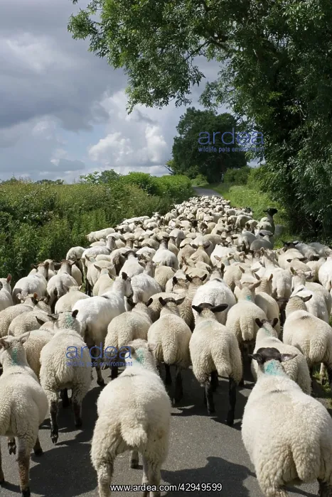 : Flock of Masham sheep and lambs being driven down : Flock of Masham sheep and lambs being driven down