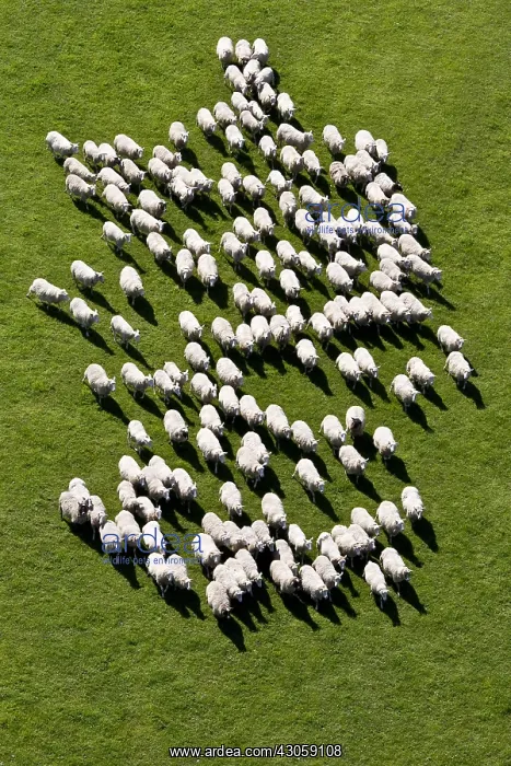 : Flock of Merino sheep East in a meadow France : Flock of Merino sheep East in a meadow France
