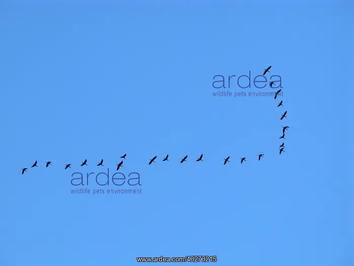 : flock of migrant birds in flight : flock of migrant birds in flight