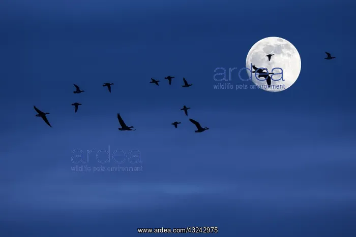 : Flock of migrating ducks and geese flying in front : Flock of migrating ducks and geese flying in front