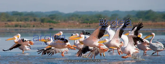  : Flock of Pelicans blancs (Pelecanus onocrotalus)