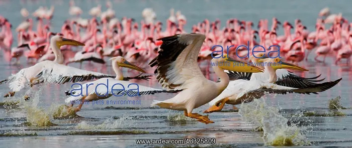 : Flock of pelicans (Pelecanus onocrotalus) are fl : Flock of pelicans (Pelecanus onocrotalus) are fl