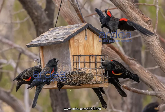 : Flock of Red-winged blackbird, Agelaius phoenice : Flock of Red-winged blackbird, Agelaius phoenice