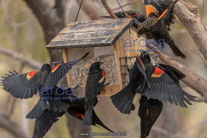 : Flock of Red-winged blackbird, Agelaius phoenice : Flock of Red-winged blackbird, Agelaius phoenice