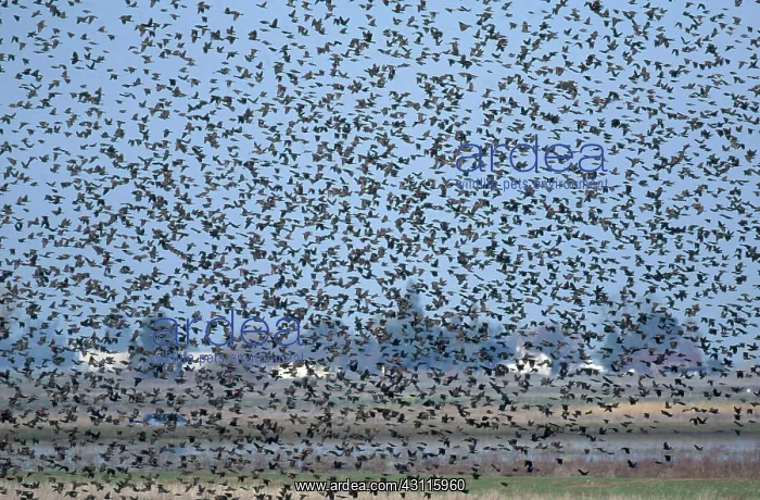 : Flock of Red Winged Blackbirds : Flock of Red Winged Blackbirds