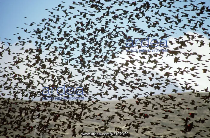 : A flock of Red-winged Blackbirds in flight : A flock of Red-winged Blackbirds in flight