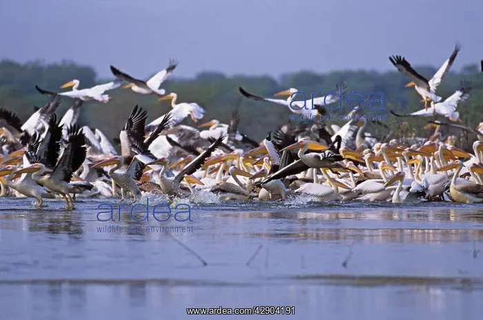 : Flock of Rosy / White Pelicans taking-off : Flock of Rosy / White Pelicans taking-off