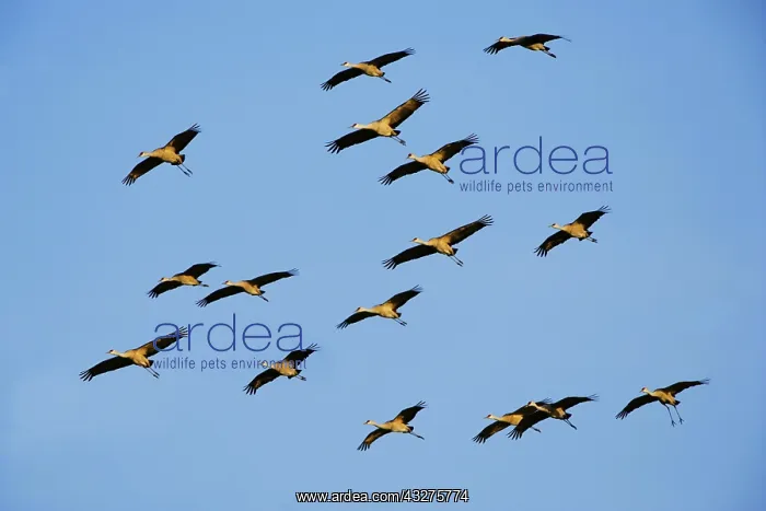 : Flock of Sandhill Cranes on migration, flying together : Flock of Sandhill Cranes on migration, flying together