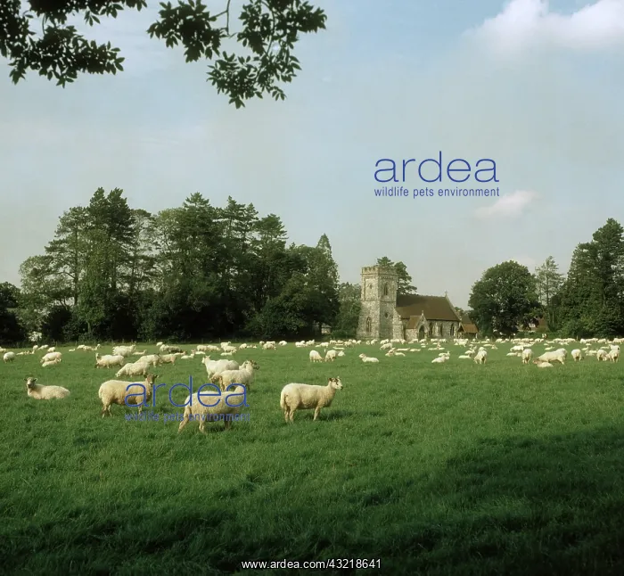 : Flock of sheep : Flock of sheep