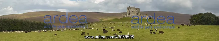 : Flock of sheep before Auchindoun Castle in Scotland : Flock of sheep before Auchindoun Castle in Scotland