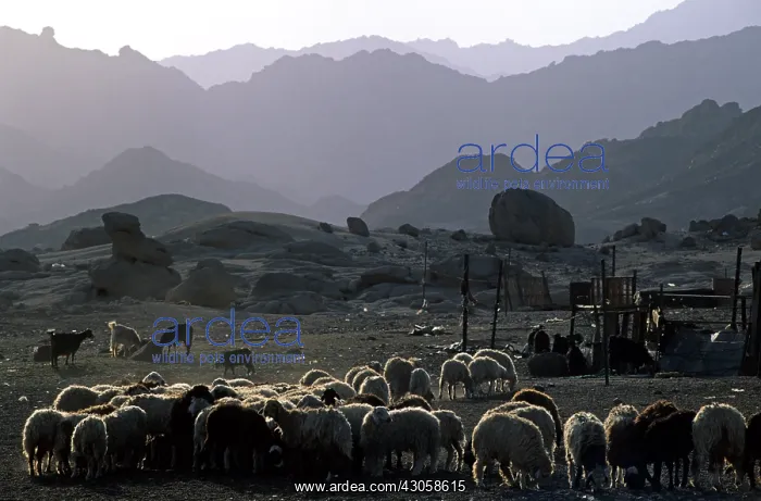 : Flock of sheep in a Bedouin camp Sinai Egypt : Flock of sheep in a Bedouin camp Sinai Egypt