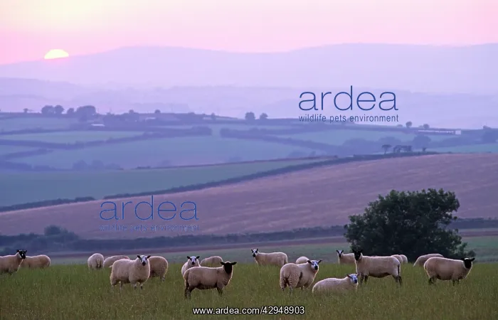 : Flock of Sheep - at dusk : Flock of Sheep - at dusk
