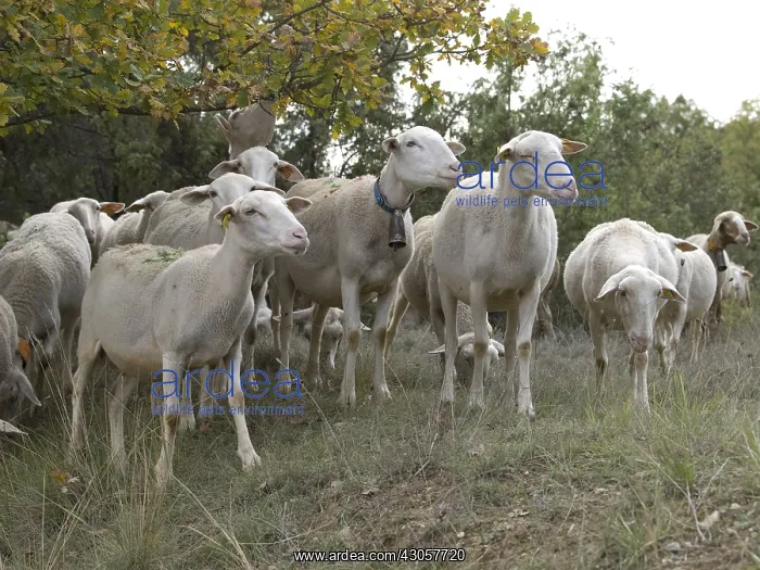 : A flock of sheep in the Montpellier garrigue : A flock of sheep in the Montpellier garrigue