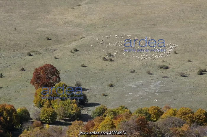 : Flock of Sheep in the pastures of Abruzzo : Flock of Sheep in the pastures of Abruzzo