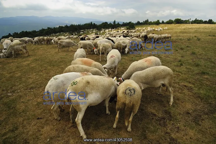 : Flock of sheep summit of Mont Aigoual Cevennes : Flock of sheep summit of Mont Aigoual Cevennes