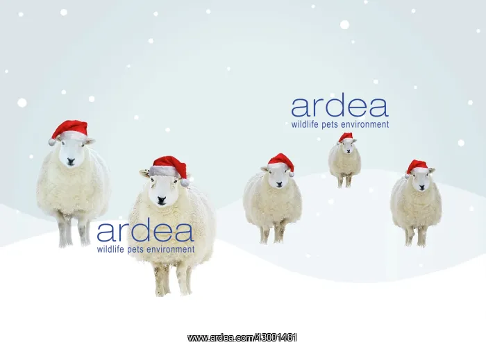 : Flock of sheep wearing red Santa hats in illustrated : Flock of sheep wearing red Santa hats in illustrated