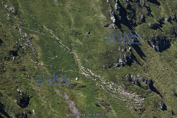 : Flock of sheeps in the mountains Auvergne France : Flock of sheeps in the mountains Auvergne France