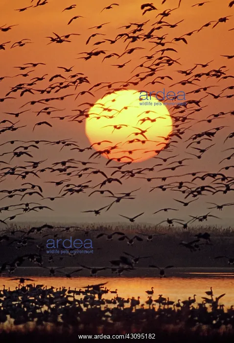  : Flock of Snow Geese in flight at sunrise