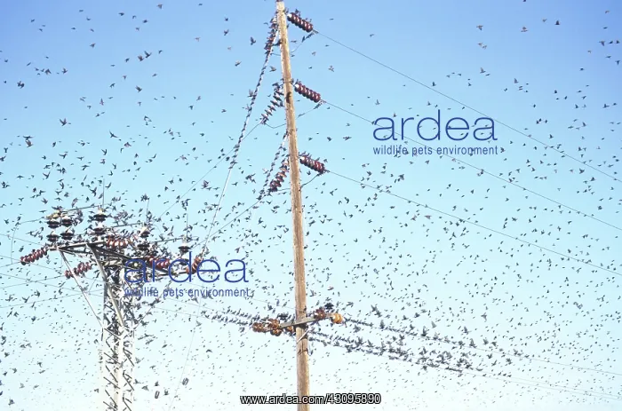 : Flock of starlings : Flock of starlings