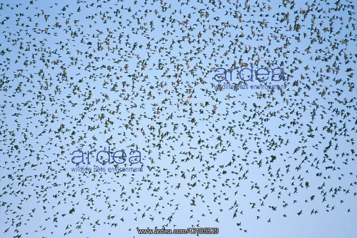 : Flock of Starlings : Flock of Starlings