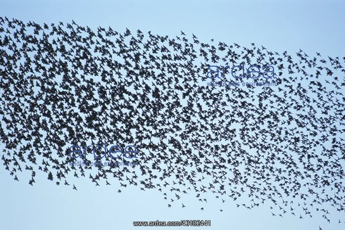 : Flock of Starlings (Sturnus vulgaris) : Flock of Starlings (Sturnus vulgaris)