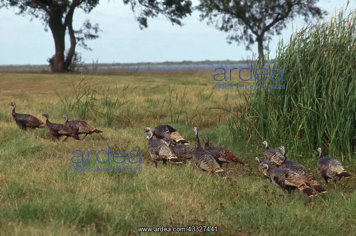  : Flock of Turkeys