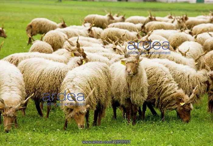 : Flock of twisted-horn Racka sheep grazing : Flock of twisted-horn Racka sheep grazing