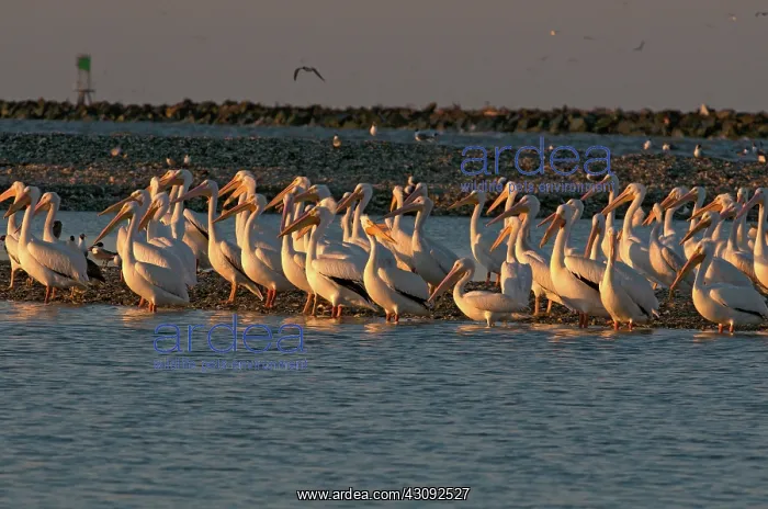 : Flock of White Pelicans : Flock of White Pelicans