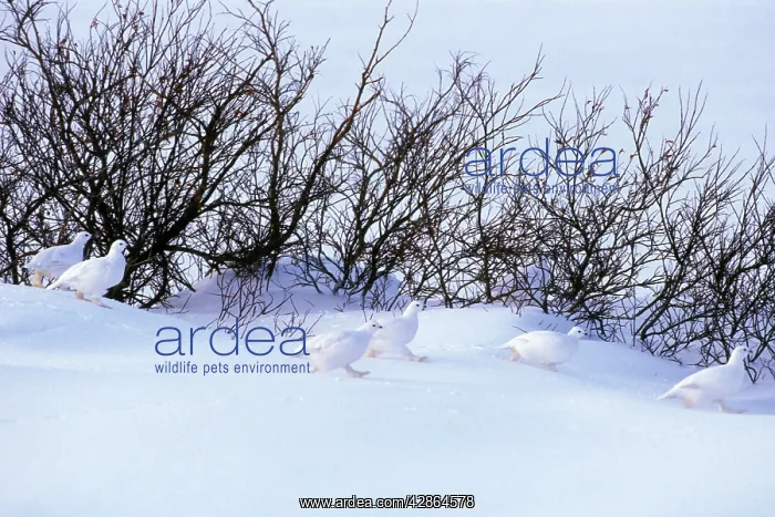  : Flock of Willow ptarmigan - among willows