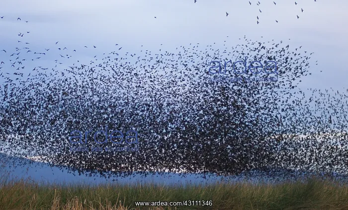 : Flocks of Cowbirds (Molothrus ater) : Flocks of Cowbirds (Molothrus ater)