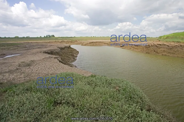 : Flood channel to man-made salt marsh : Flood channel to man-made salt marsh