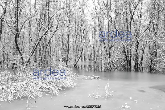 : Flooded alluvial forest of unidentified species of Willow : Flooded alluvial forest of unidentified species of Willow