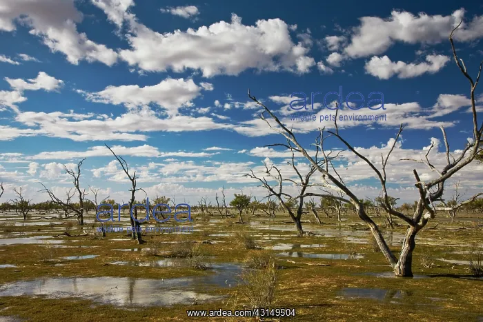 : Flooded dead trees in Cooper Creek reflect in water : Flooded dead trees in Cooper Creek reflect in water