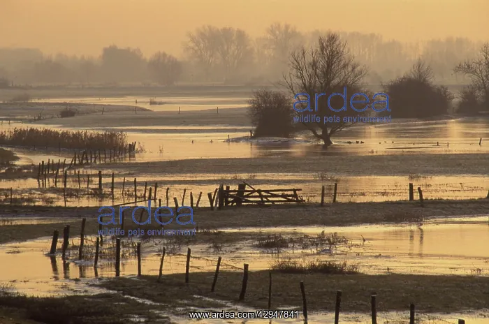 : Flooded forelands - river IJssel at sunset during winter : Flooded forelands - river IJssel at sunset during winter