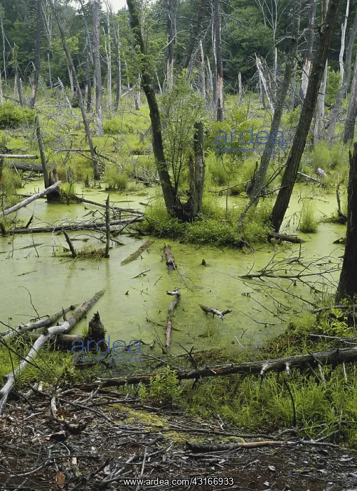 : Flooded Forest : Flooded Forest