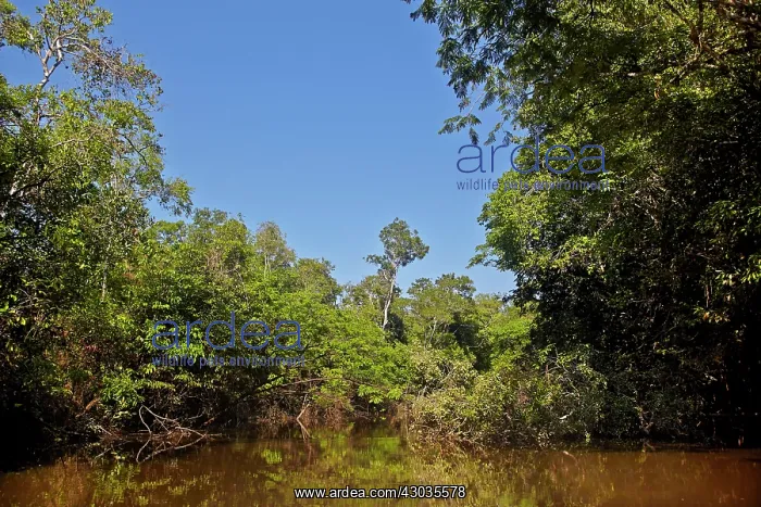 : Flooded forest Amazon river basin Manaus Amazonas : Flooded forest Amazon river basin Manaus Amazonas