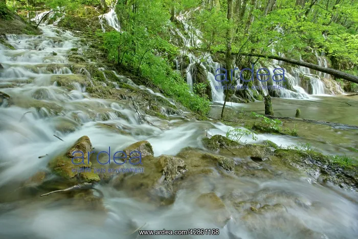 : Flooded forest - river cascading through forest : Flooded forest - river cascading through forest