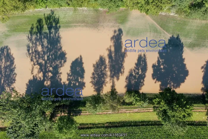 : Flooded meadow next to the Isar river during high : Flooded meadow next to the Isar river during high
