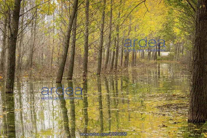 : Flooded Poplar plantation on the edge of Lake Doirani : Flooded Poplar plantation on the edge of Lake Doirani